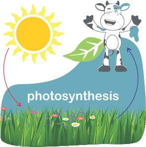 Photosynthesis